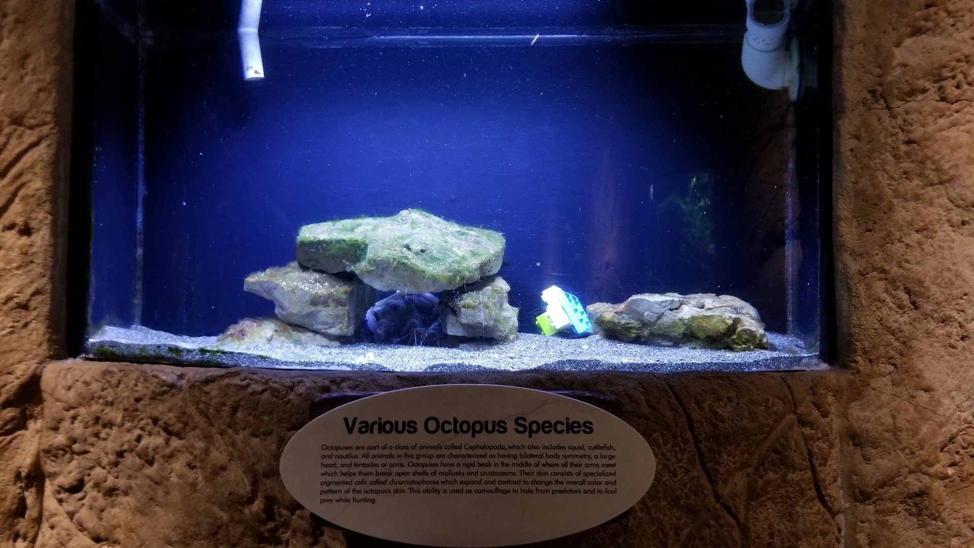 Long Island Aquarium - Octopus tank