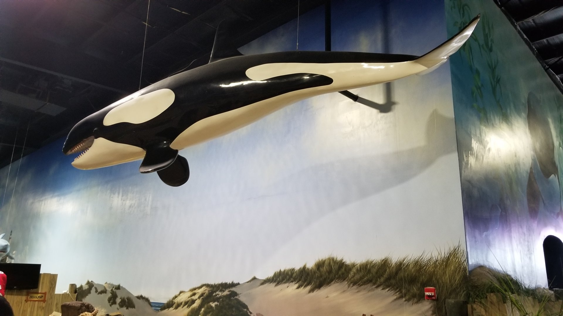 Long Island Aquarium - Orca over lagoon