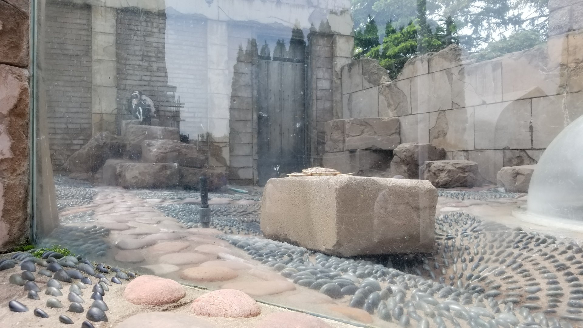 Long Island Aquarium - Penguins