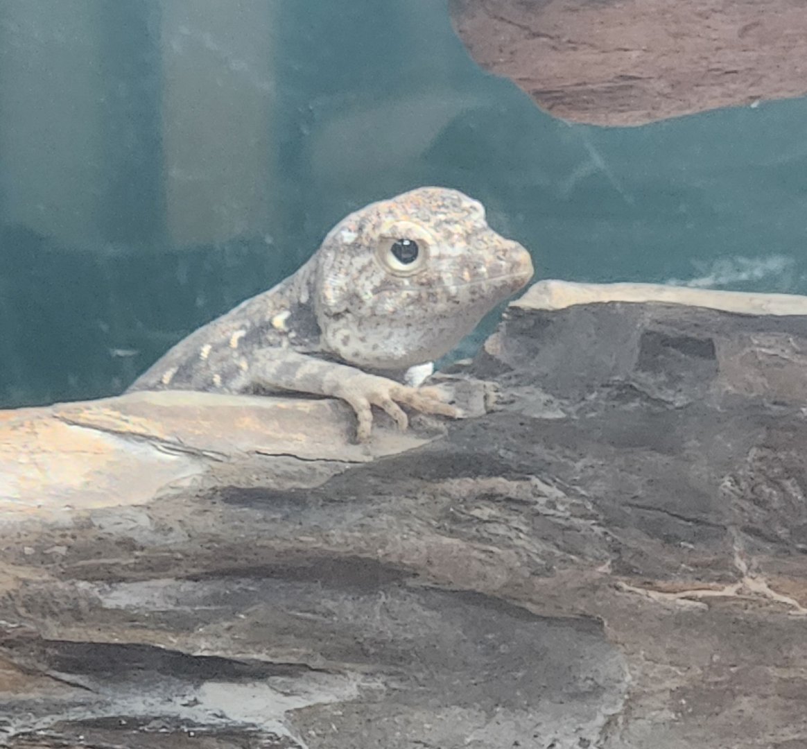 Long Island Aquarium - Pristurus carteri