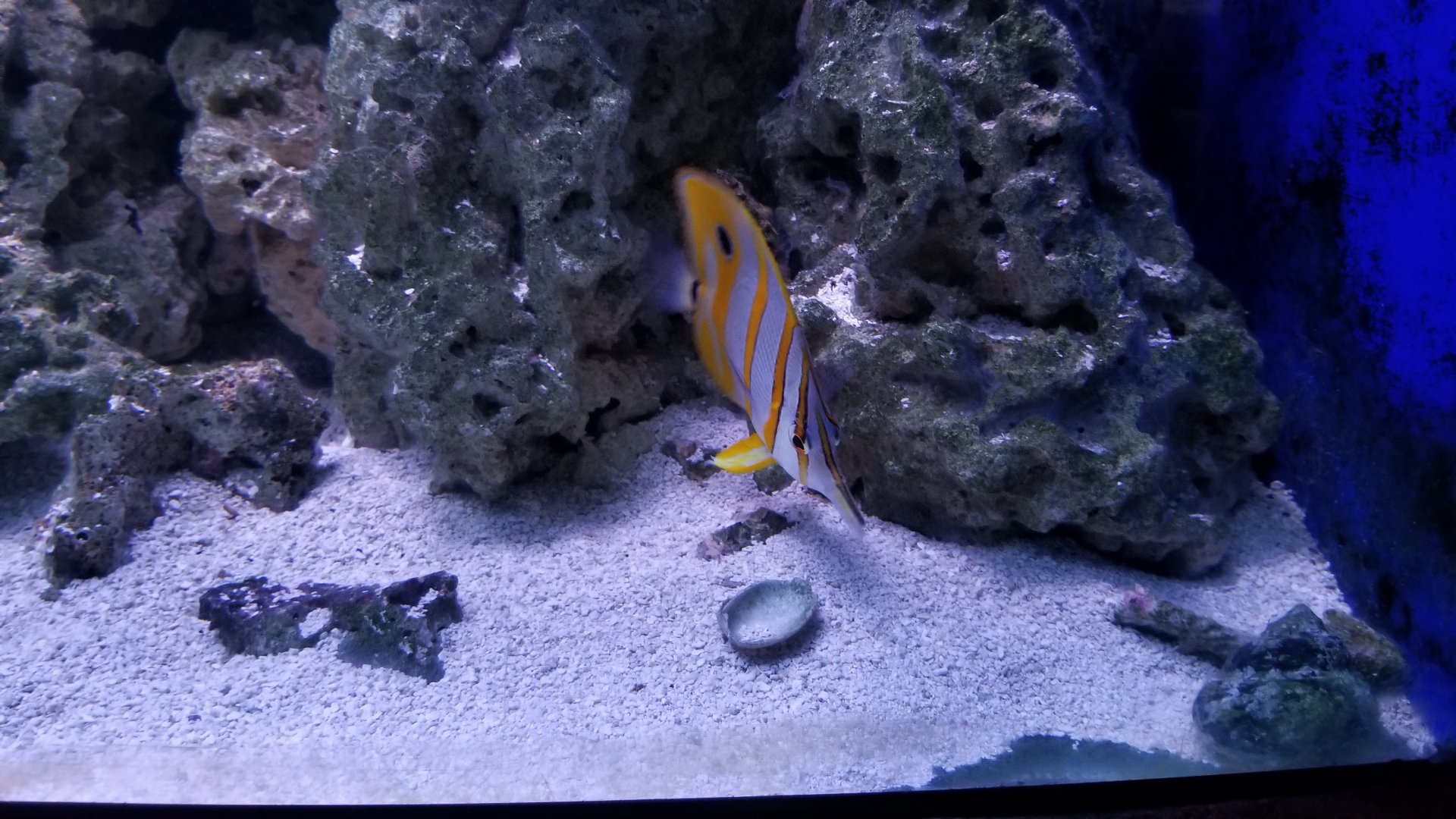 Long Island Aquarium - Pufferfish tank