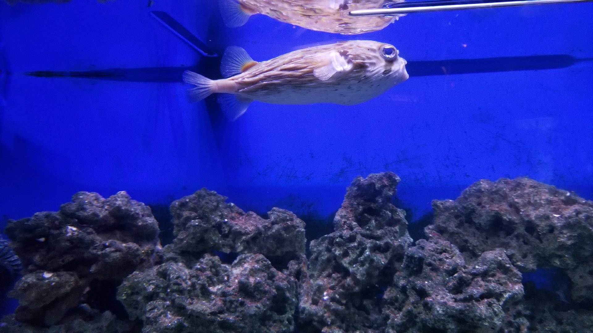 Long Island Aquarium - Pufferfish tank