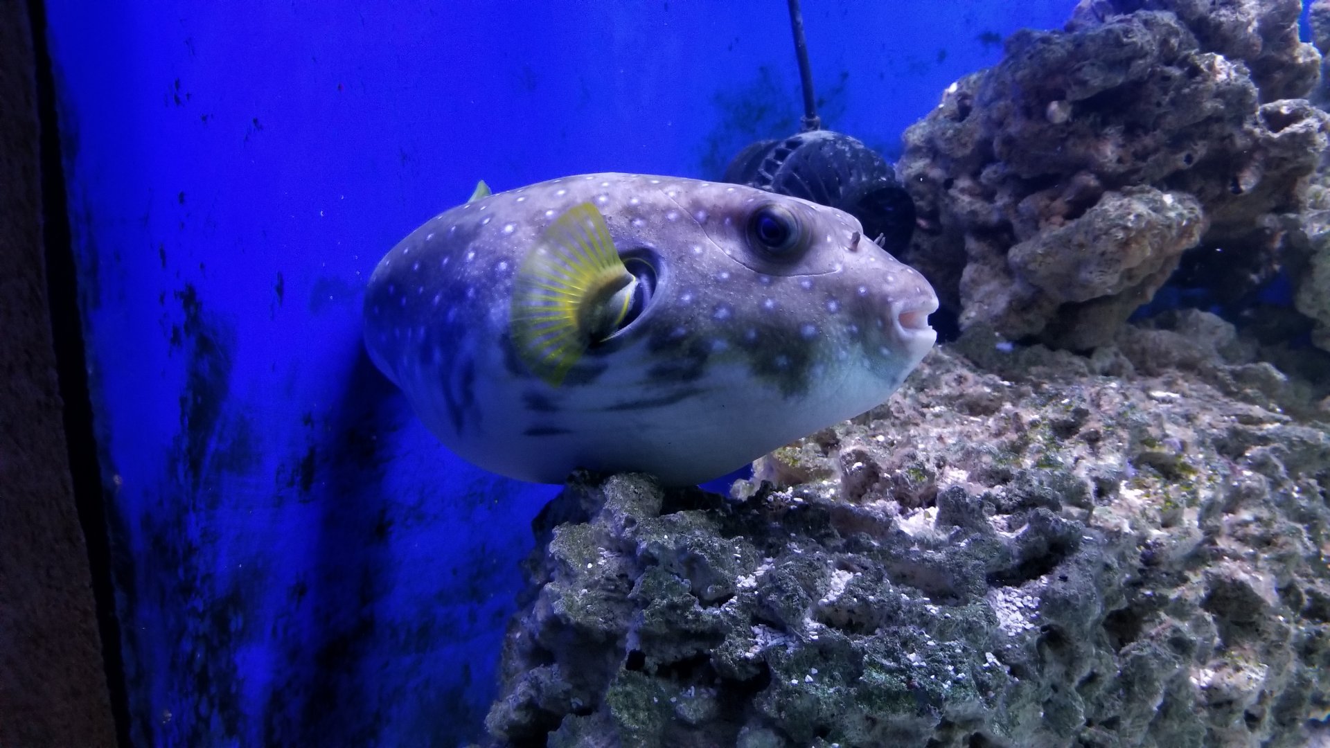 Long Island Aquarium - Pufferfish tank