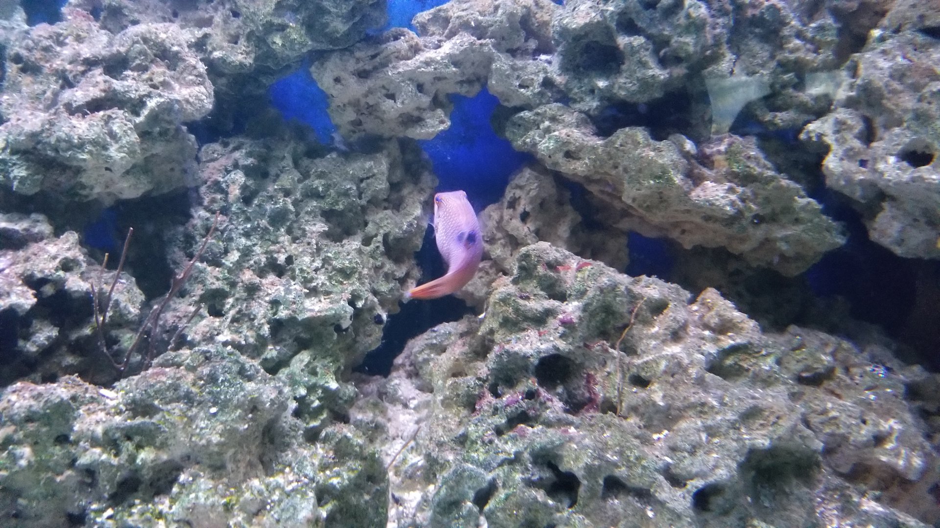 Long Island Aquarium - Pufferfish tank