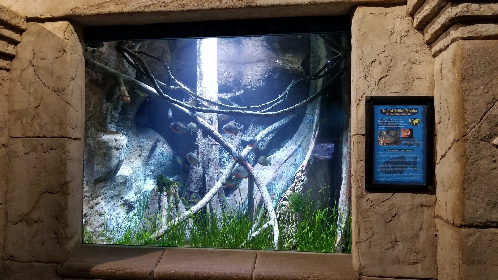 Long Island Aquarium - Red-bellied piranha tank