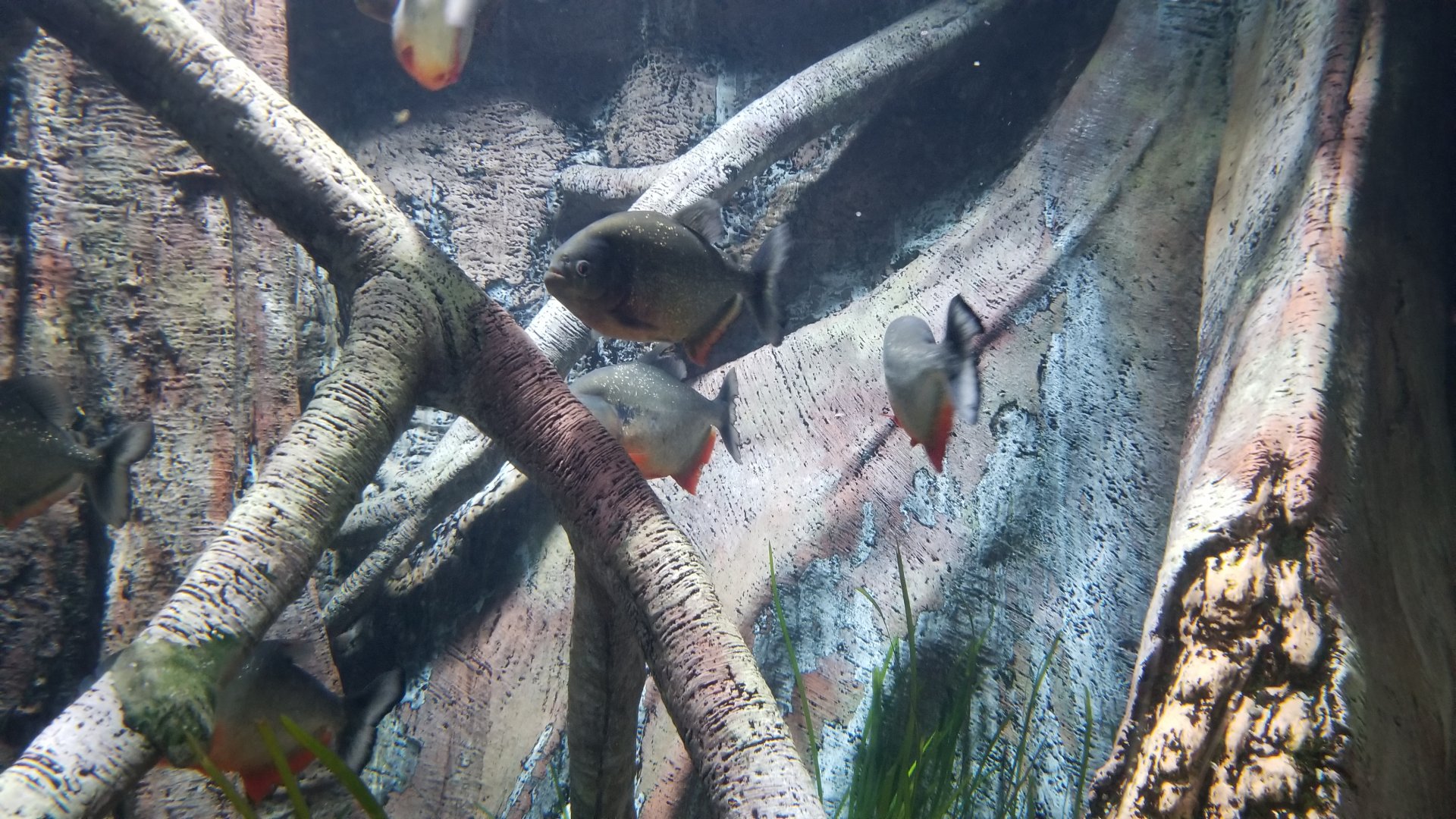 Long Island Aquarium - Red-bellied piranha tank