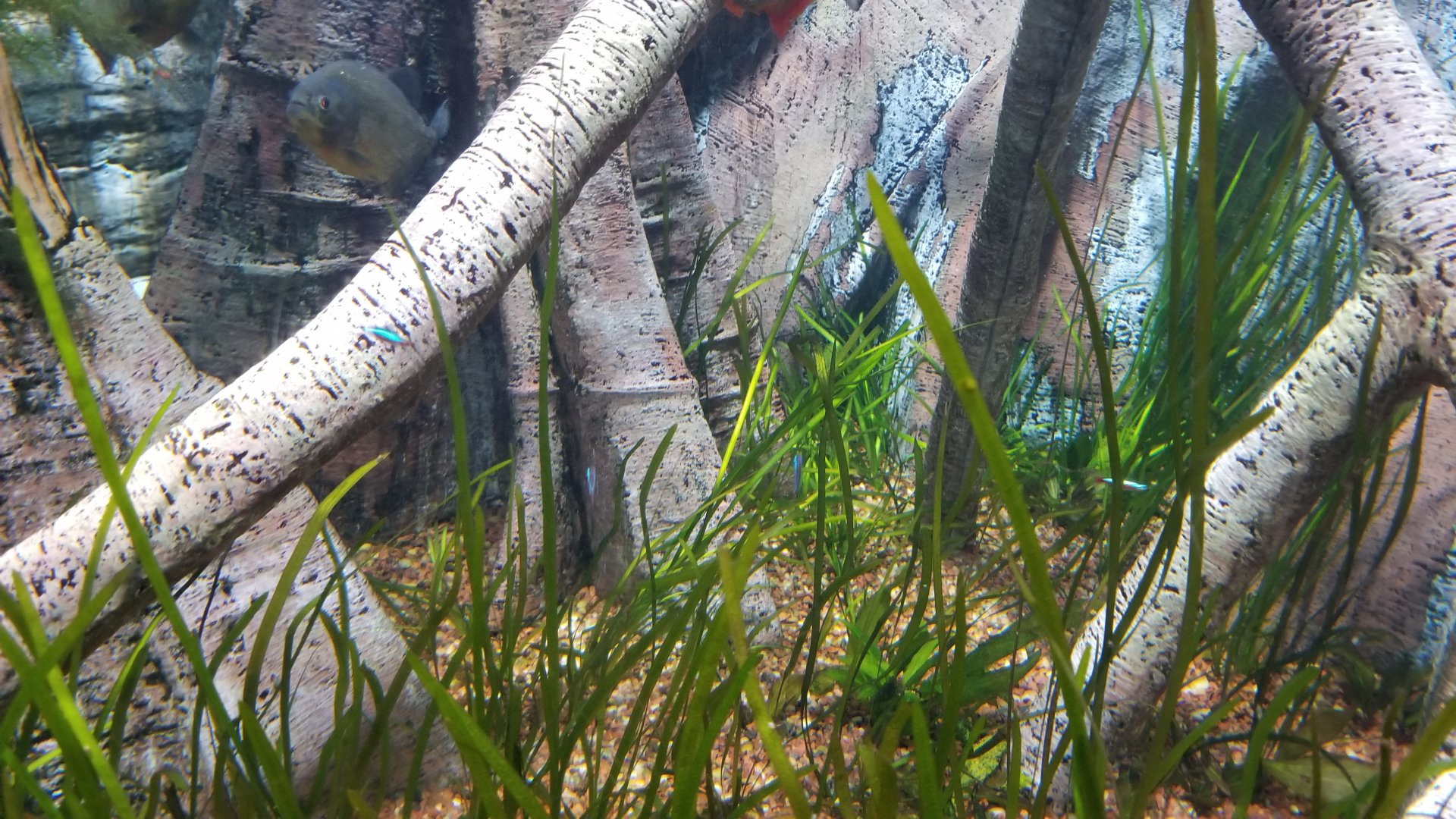 Long Island Aquarium - Red-bellied piranha tank