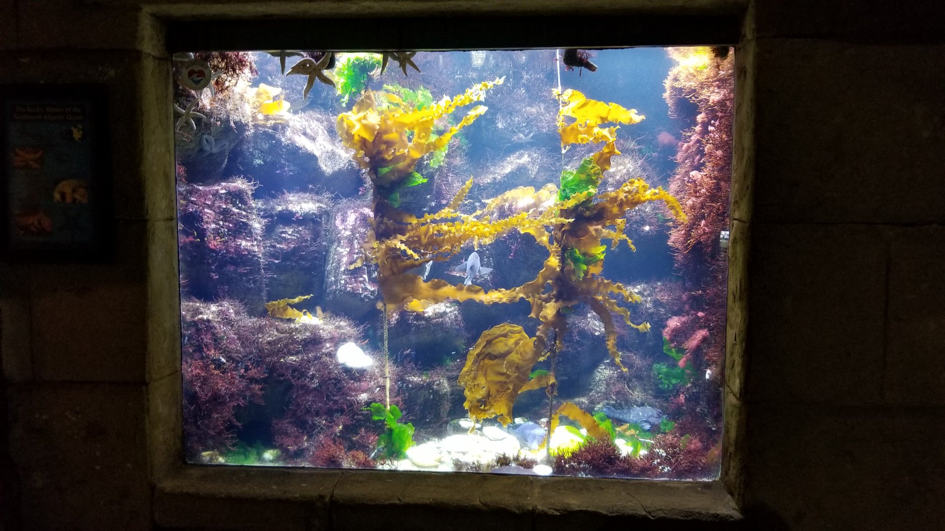 Long Island Aquarium - Rocky Shores tank