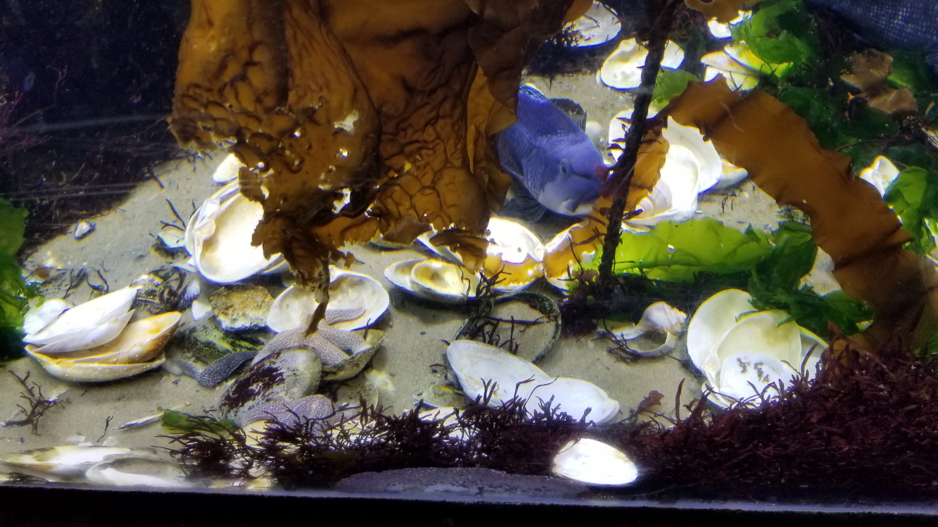Long Island Aquarium - Rocky Shores tank