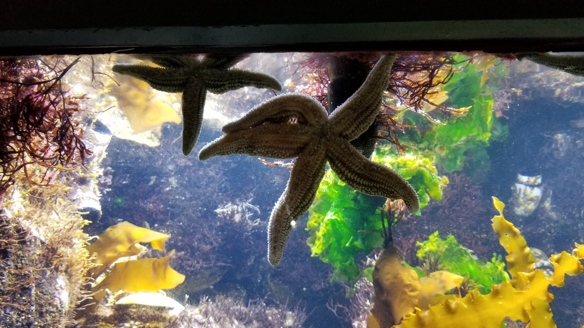 Long Island Aquarium - Rocky Shores tank