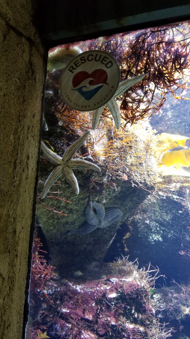 Long Island Aquarium - Rocky Shores tank