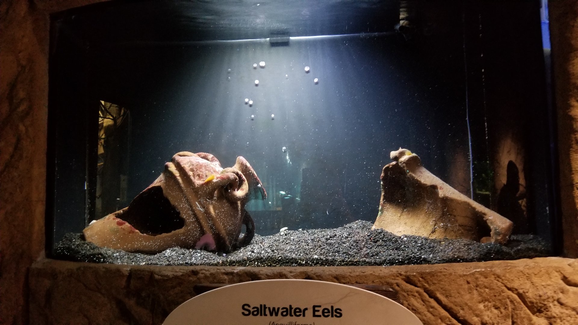 Long Island Aquarium - Saltwater eels tank