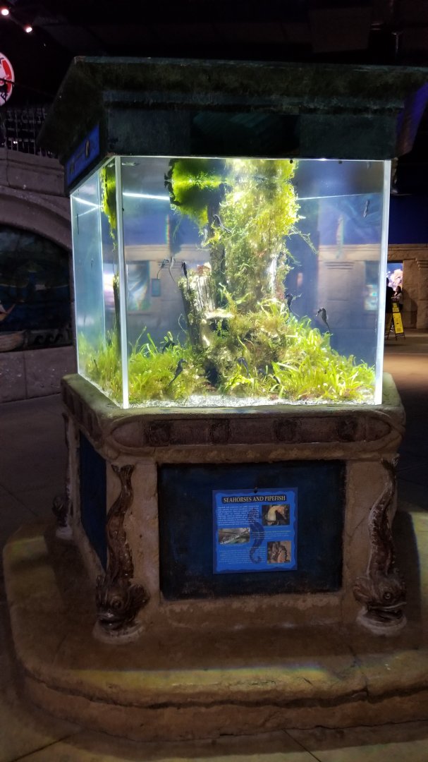 Long Island Aquarium - Seahorses