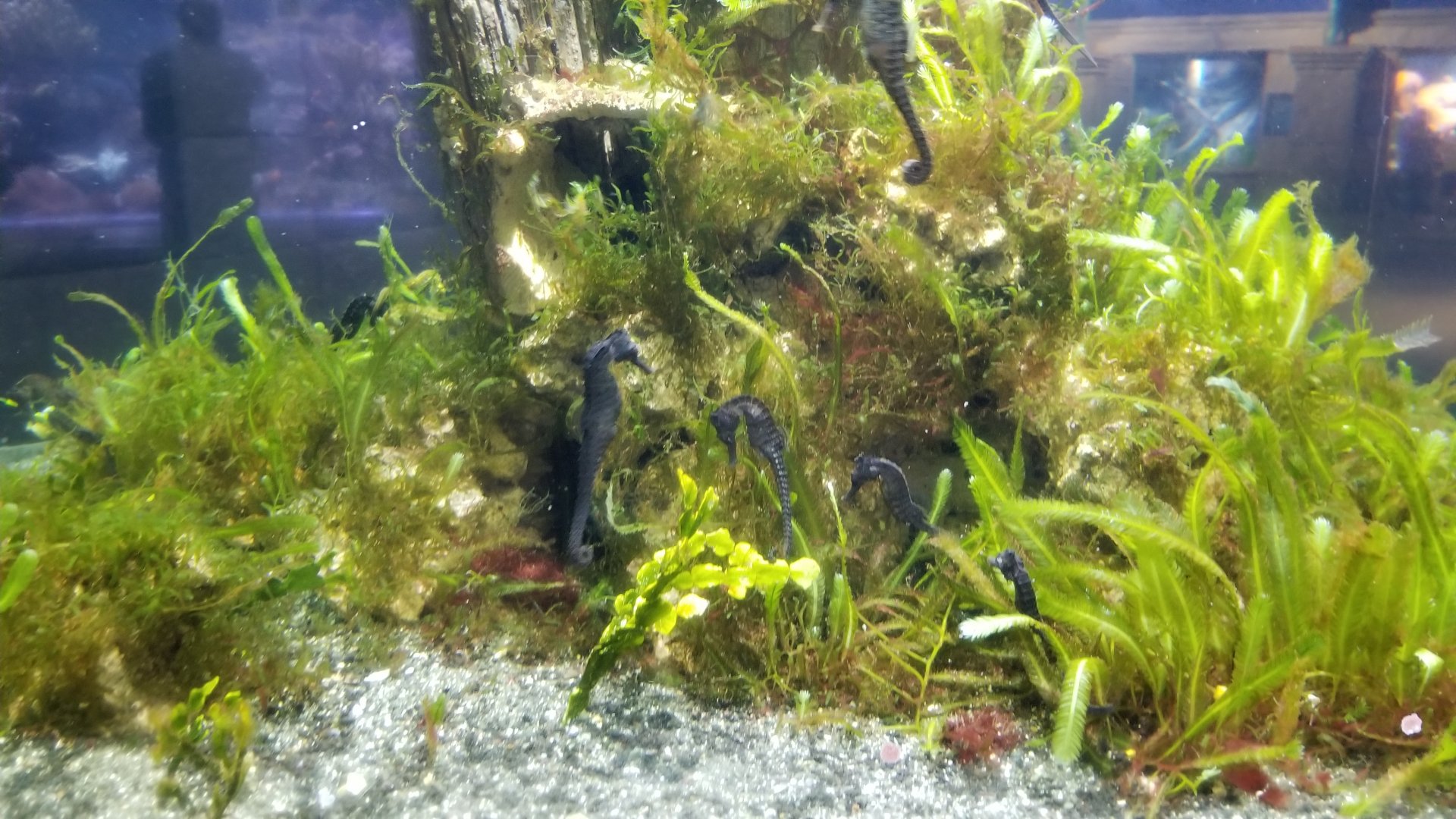 Long Island Aquarium - Seahorses