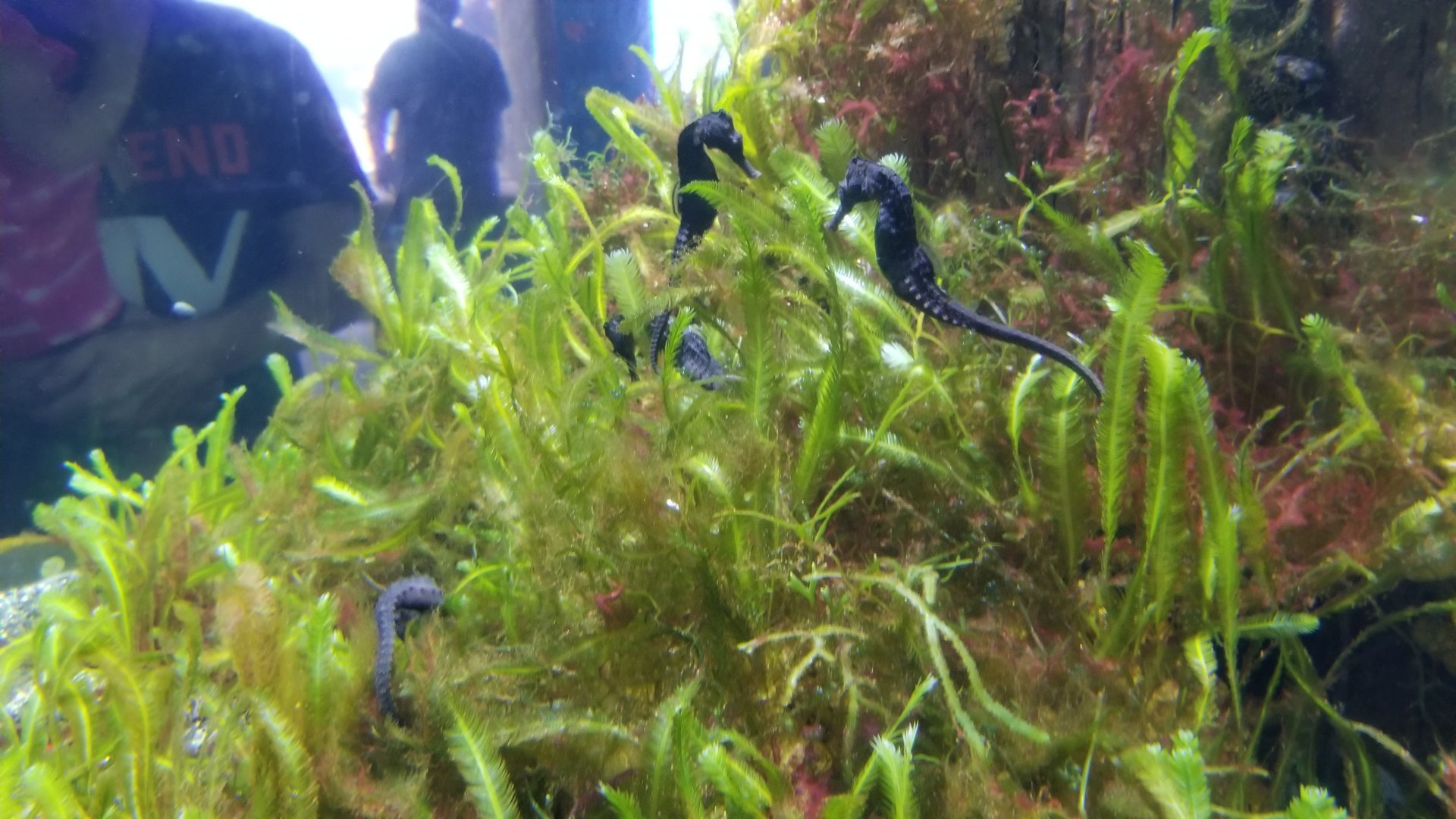 Long Island Aquarium - Seahorses