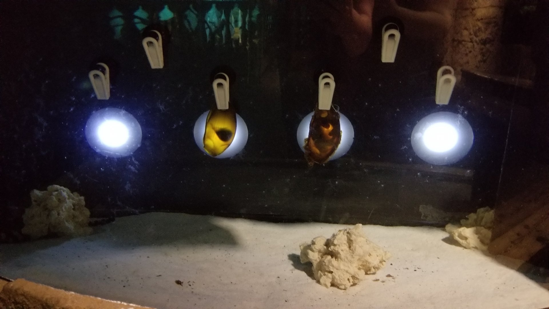 Long Island Aquarium - Shark eggs tank