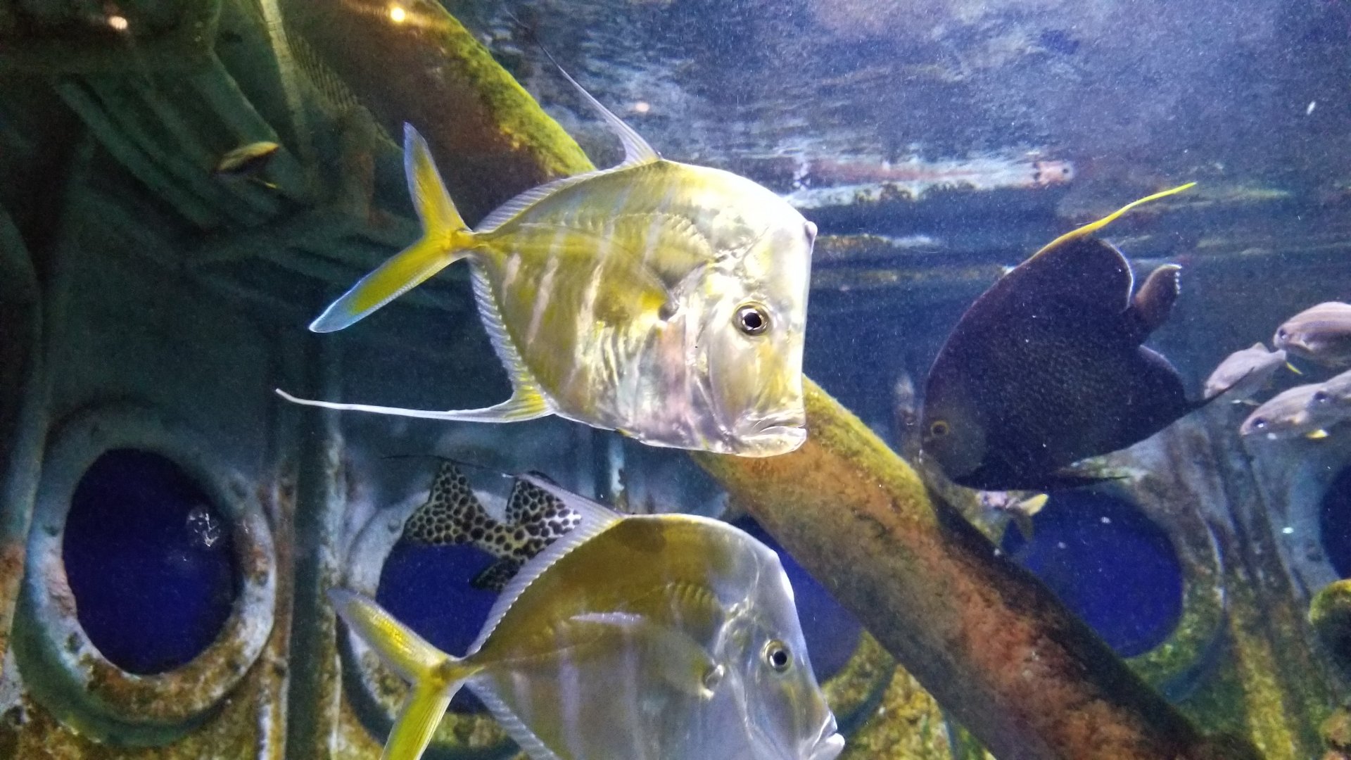 Long Island Aquarium - Shipwrecks tank