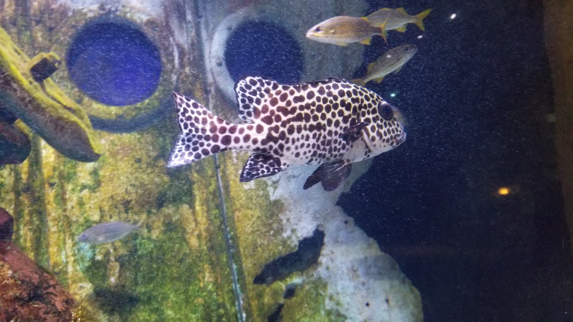 Long Island Aquarium - Shipwrecks tank