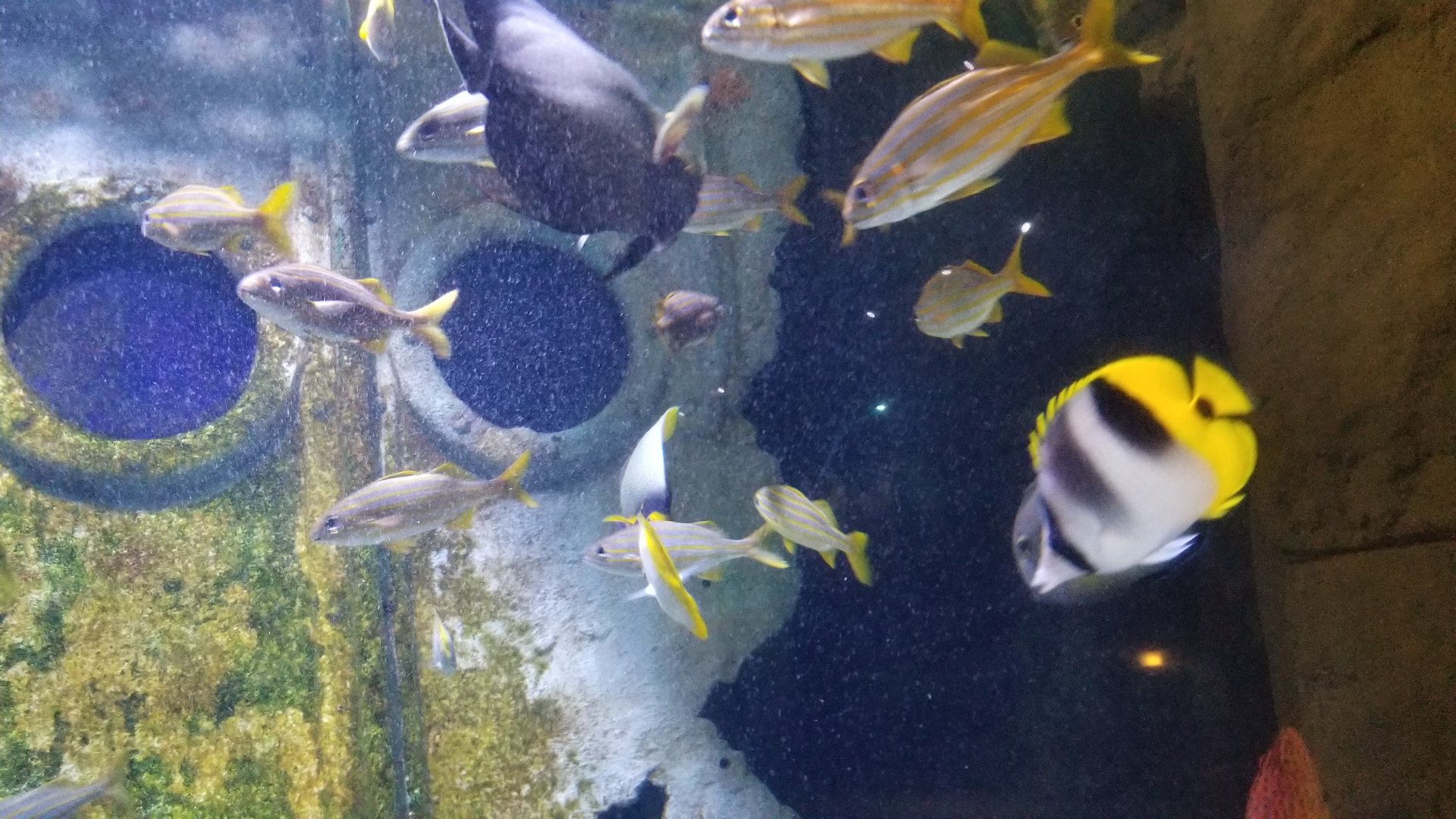 Long Island Aquarium - Shipwrecks tank