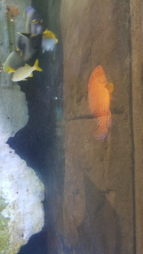 Long Island Aquarium - Shipwrecks tank