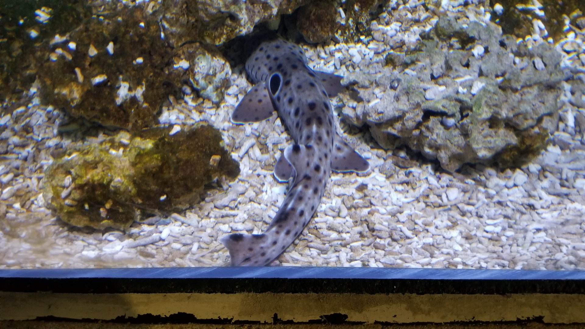 Long Island Aquarium - Shipwrecks tank