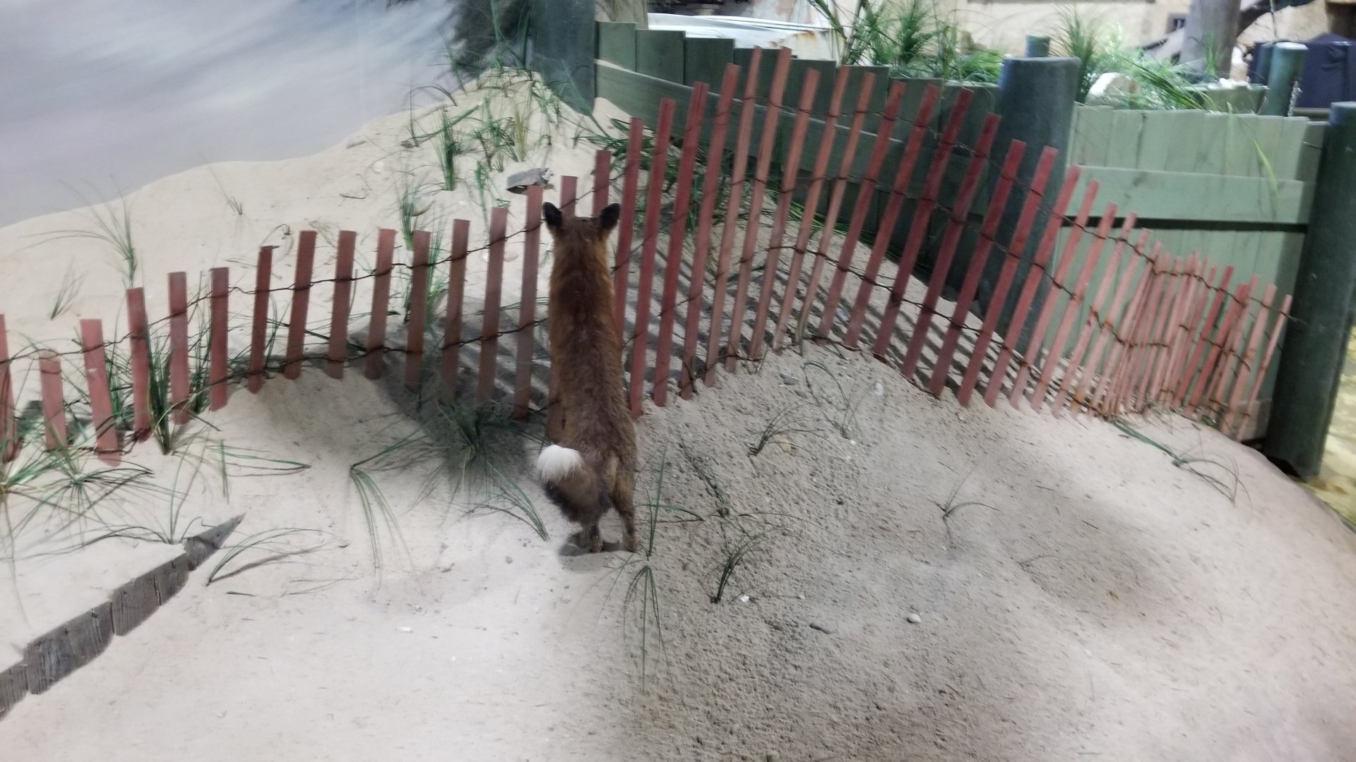 Long Island Aquarium - taxidermy red fox