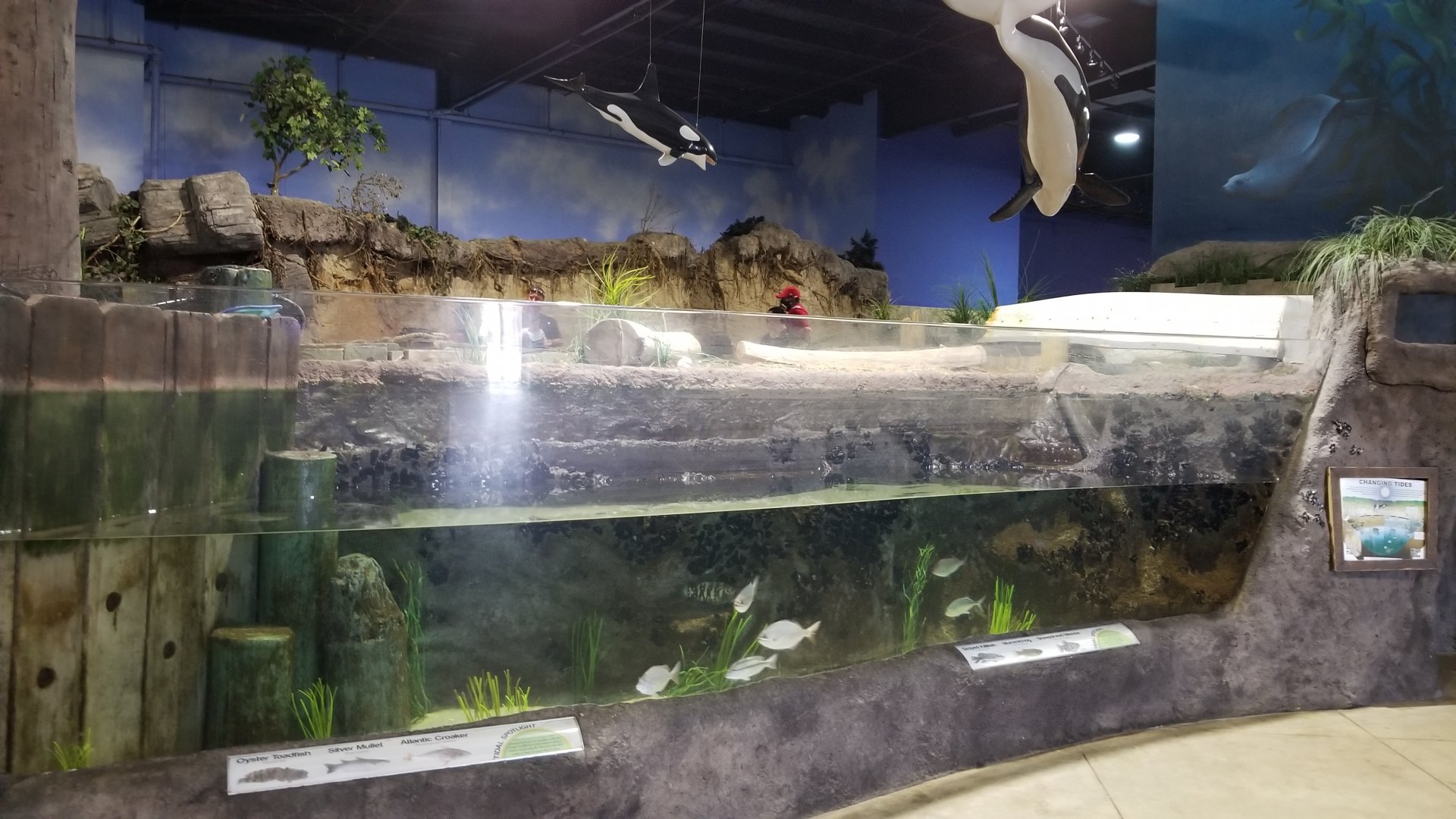 Long Island Aquarium - Tidal marsh