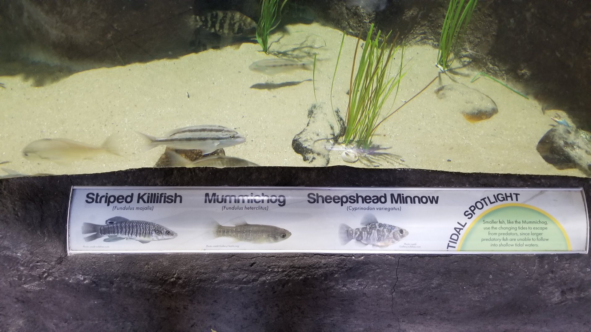 Long Island Aquarium - Tidal marsh