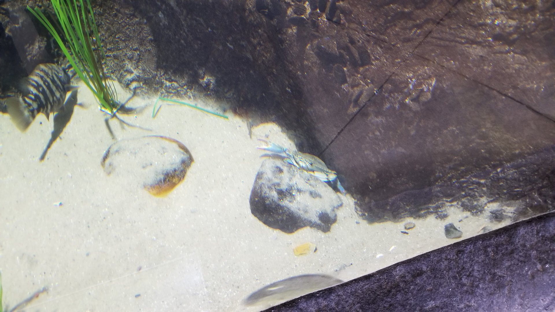 Long Island Aquarium - Tidal marsh