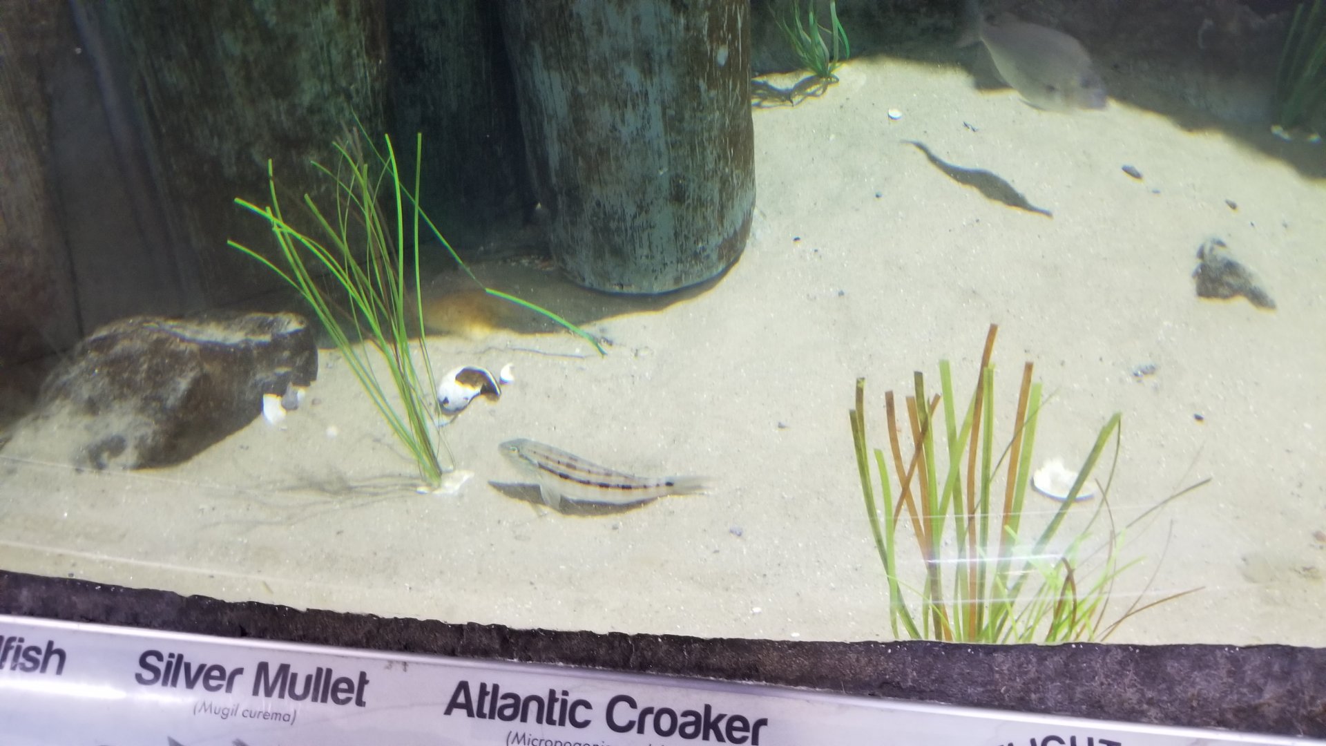 Long Island Aquarium - Tidal marsh