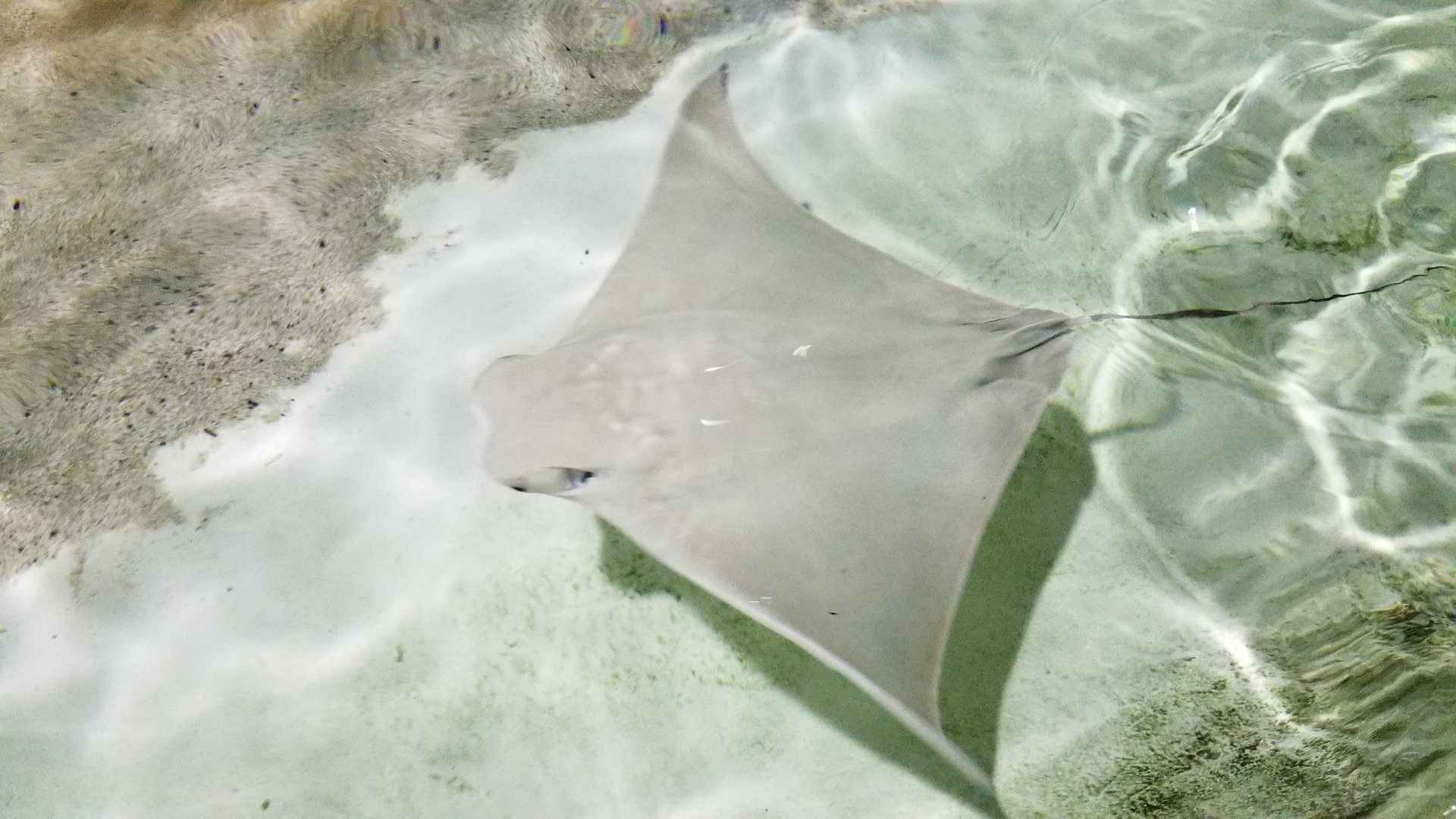 Long Island Aquarium - Touch Tank, cownose ray