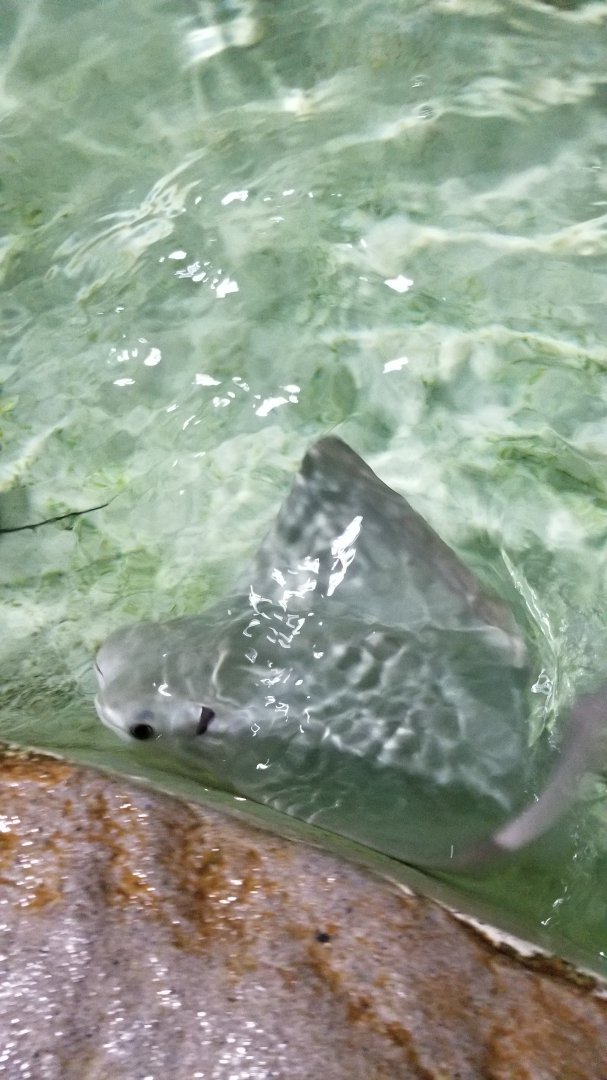 Long Island Aquarium - Touch Tank, cownose ray