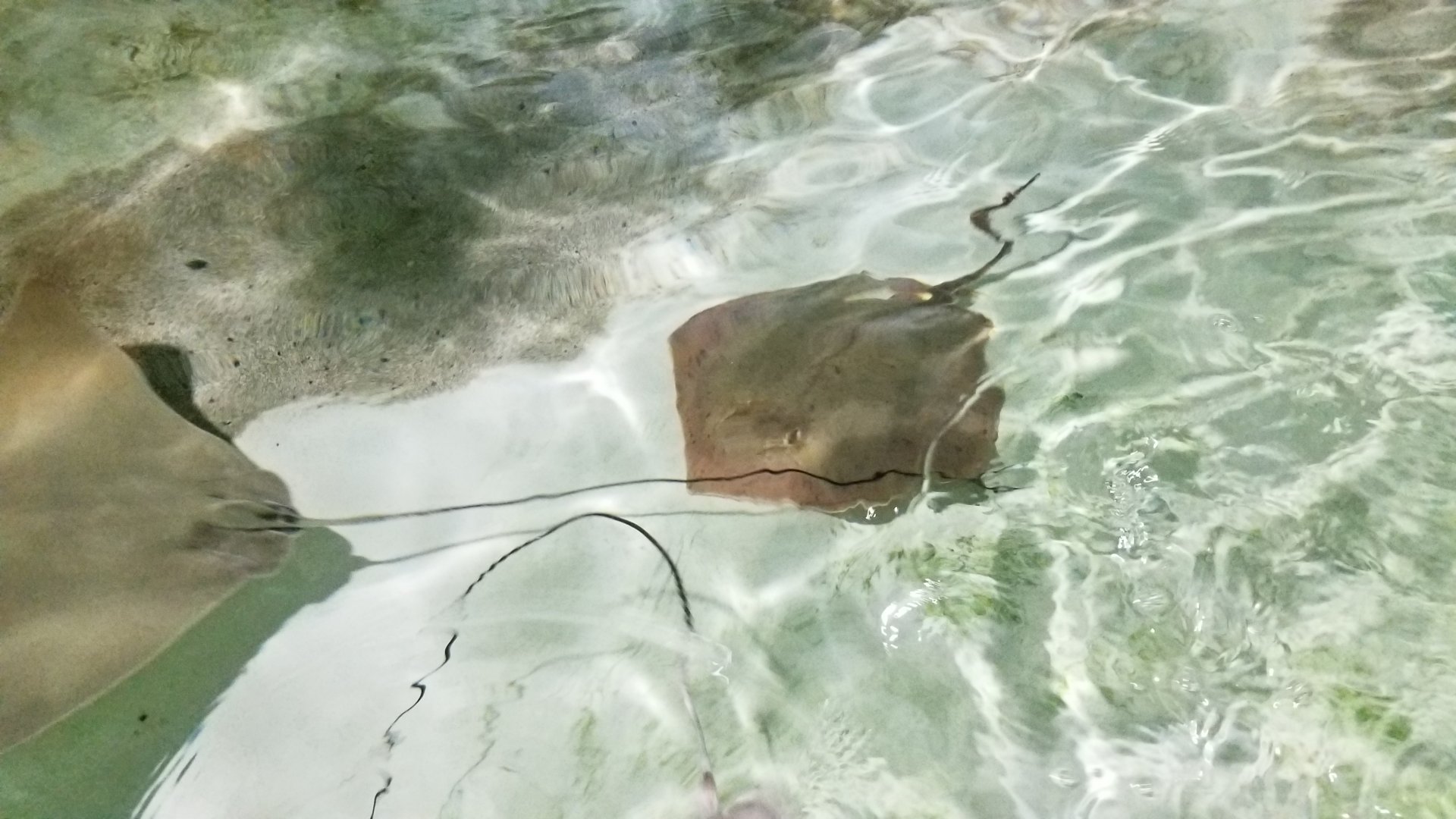 Long Island Aquarium - Touch Tank, ray, ??