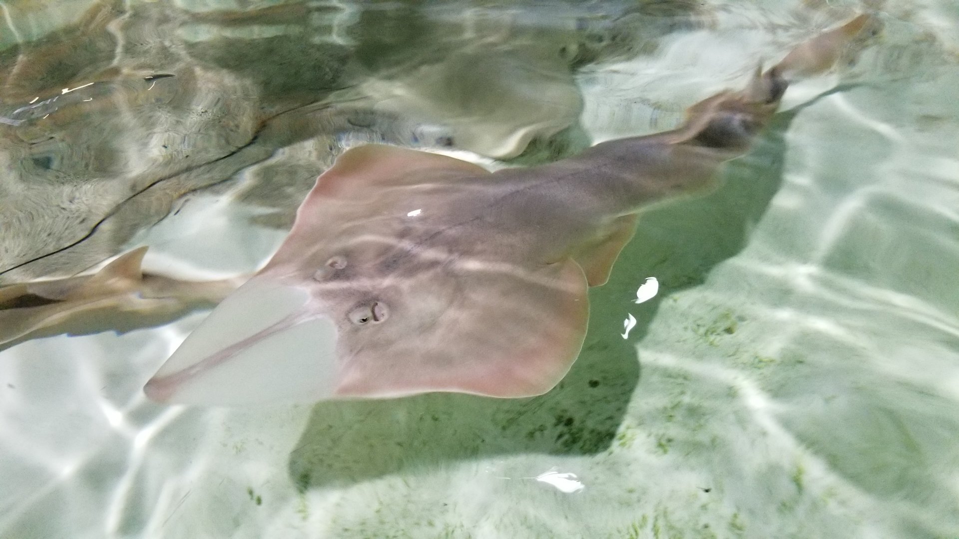 Long Island Aquarium - Touch Tank, shovelnose guitarfish