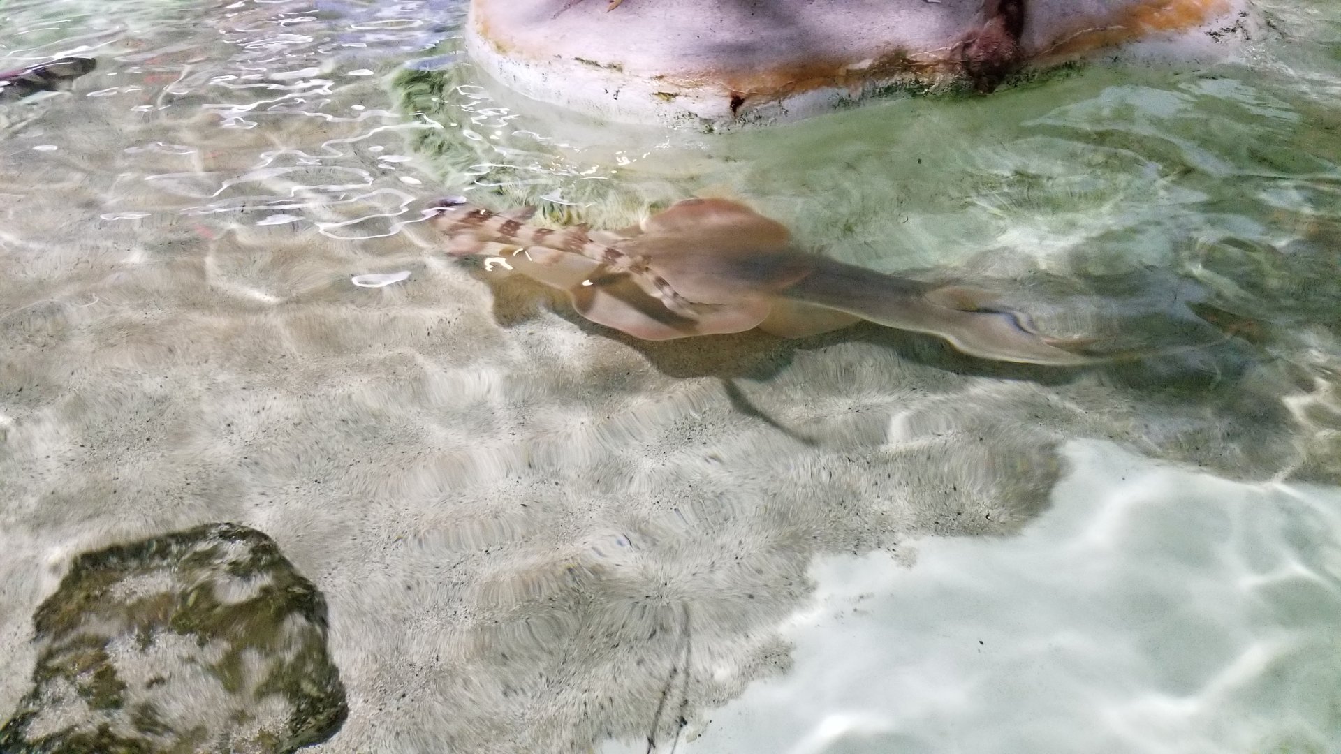 Long Island Aquarium - Touch Tank, white-spotted bamboo shark, shovelnose guitarfish