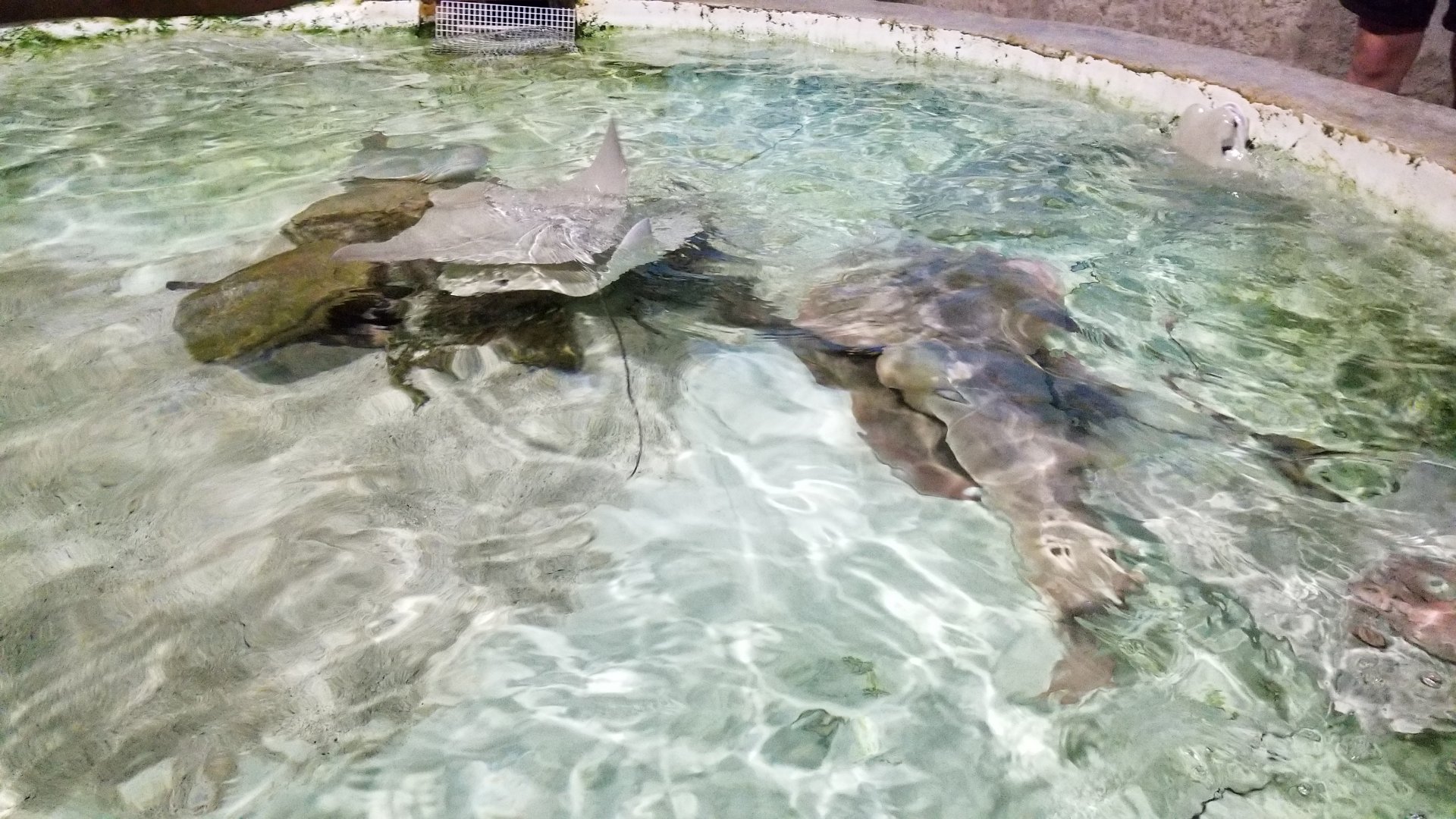 Long Island Aquarium - Touch Tank