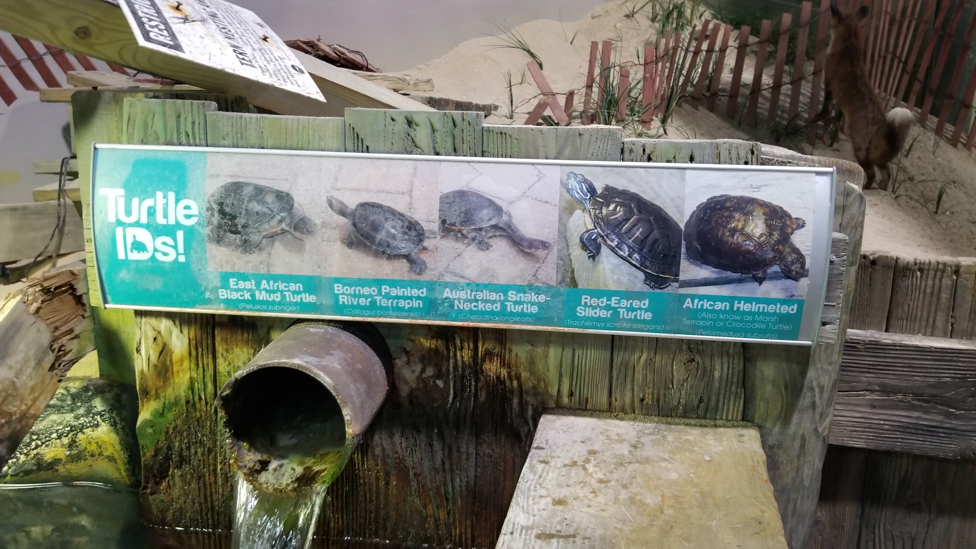 Long Island Aquarium - Turtle IDs