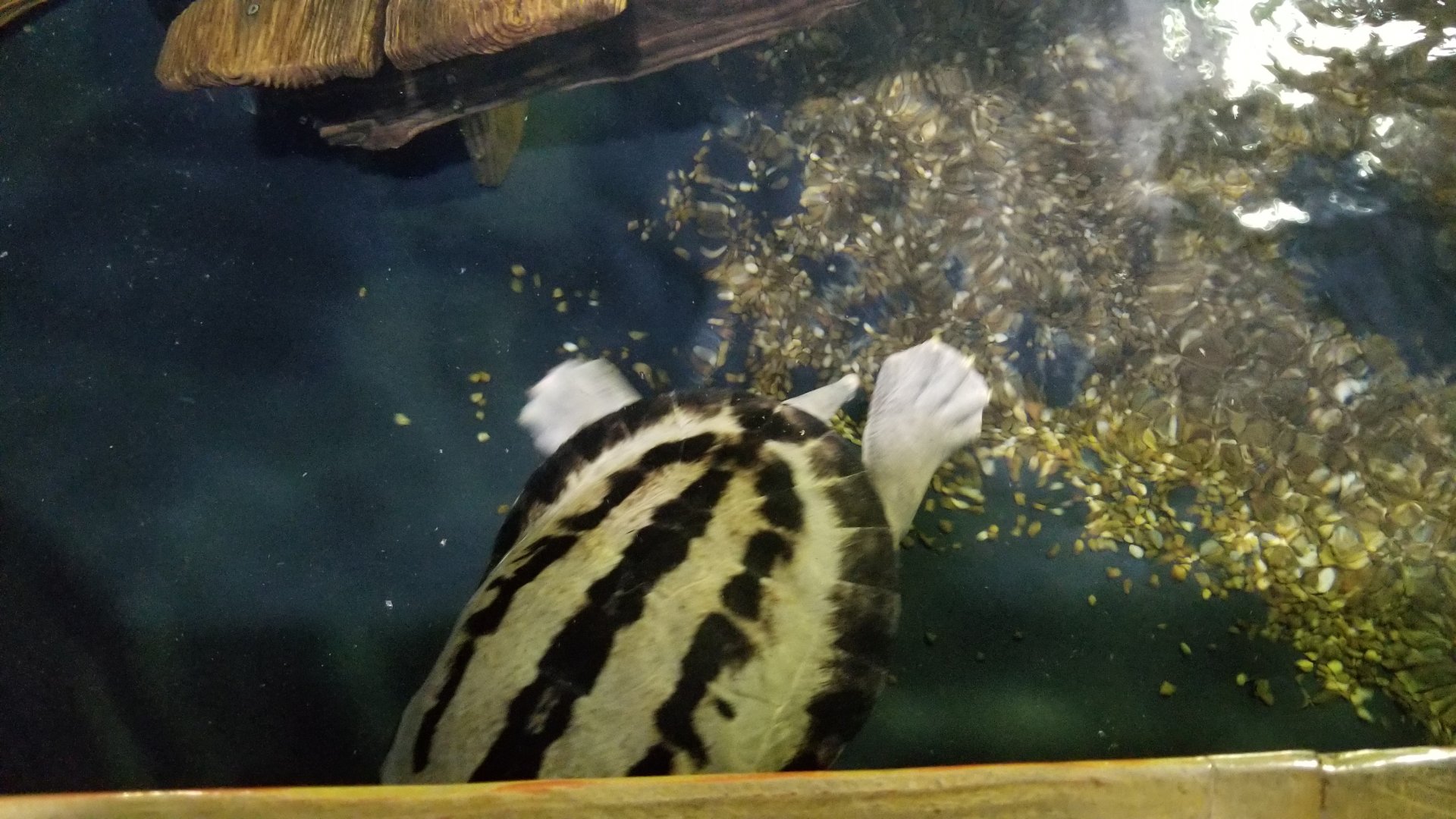 Long Island Aquarium - Turtle
