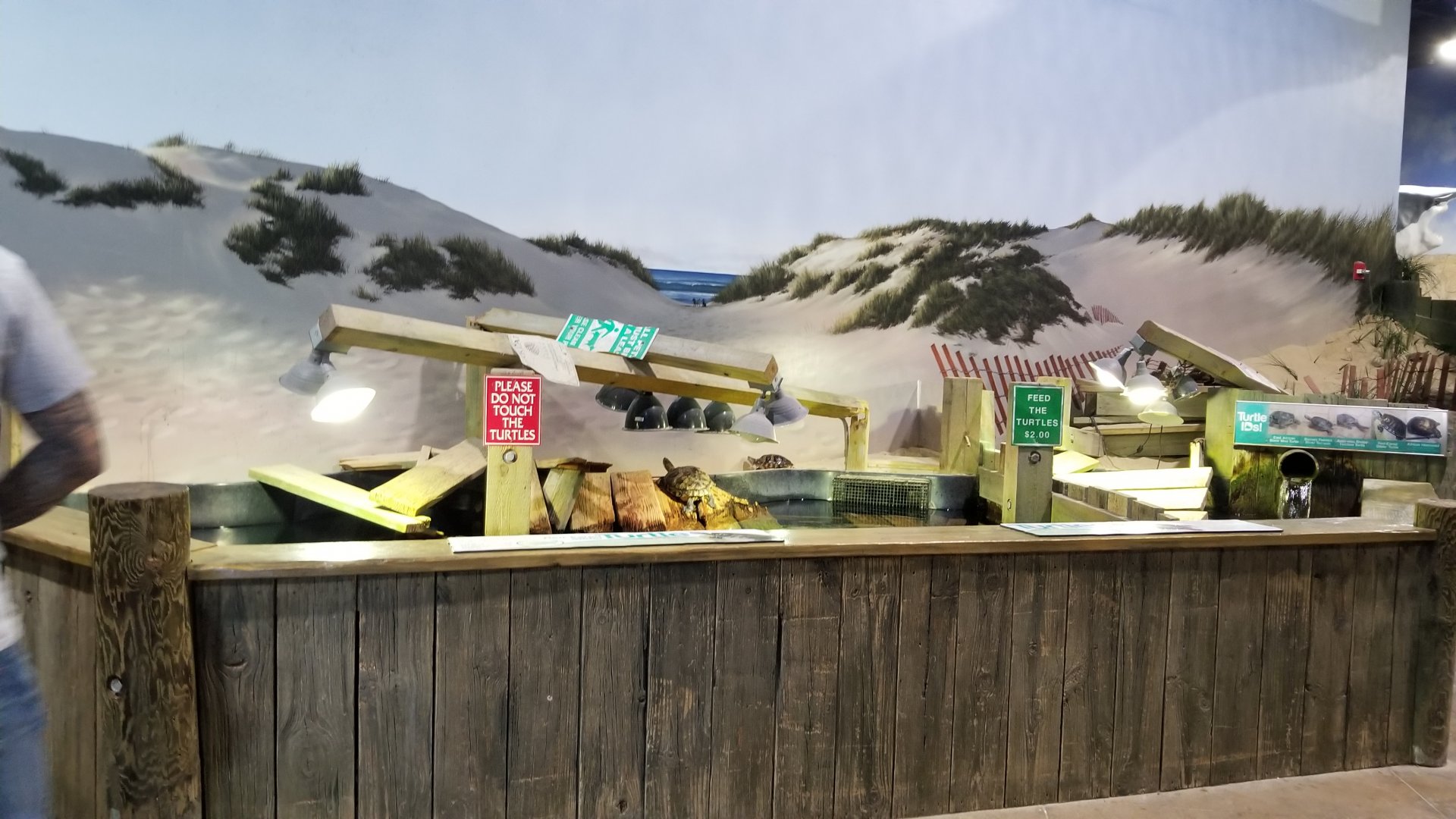 Long Island Aquarium - Turtles