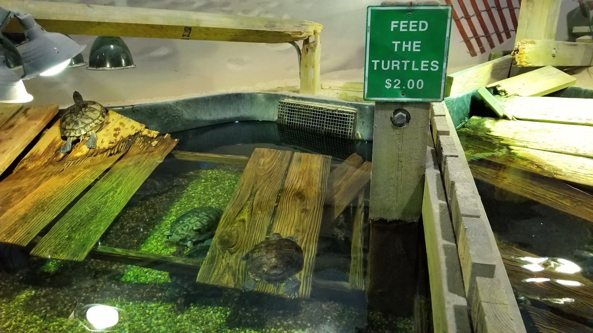 Long Island Aquarium - Turtles