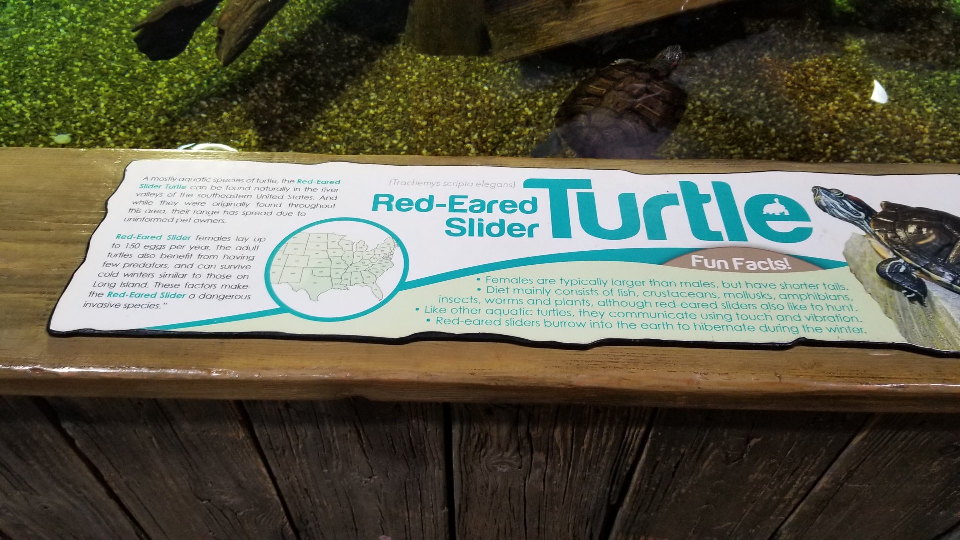 Long Island Aquarium - Turtles
