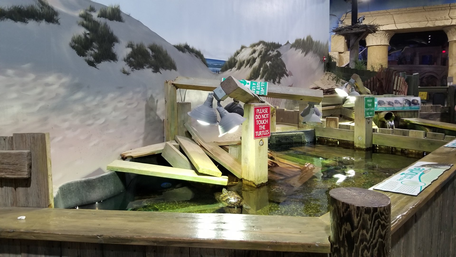 Long Island Aquarium - Turtles