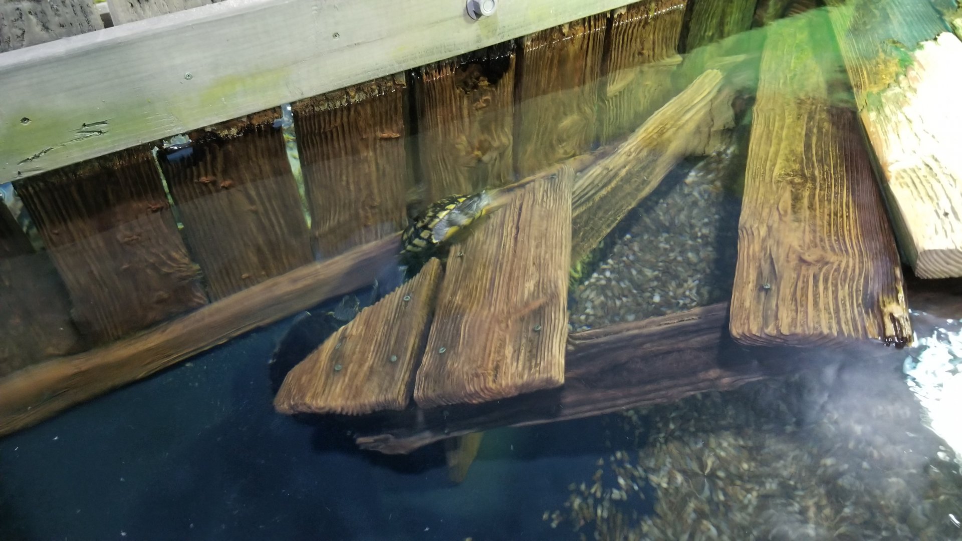 Long Island Aquarium - Turtles