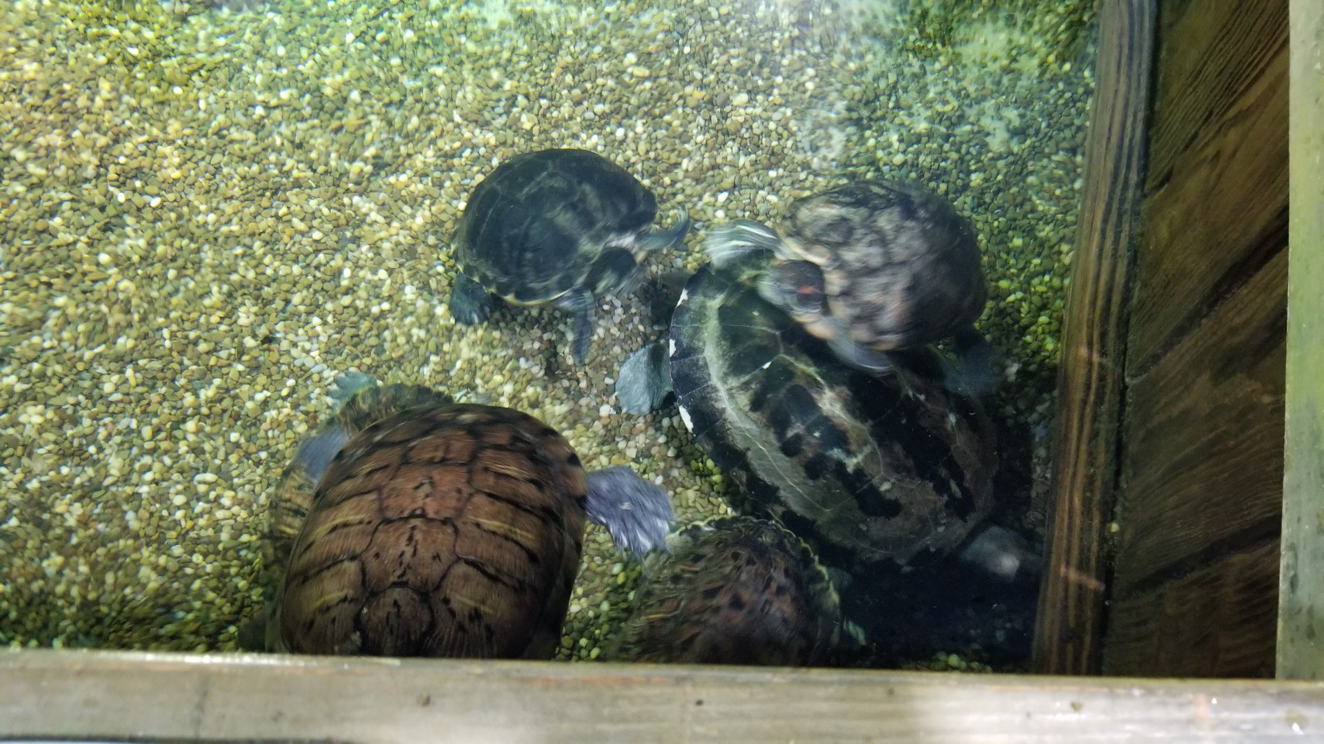 Long Island Aquarium - Turtles