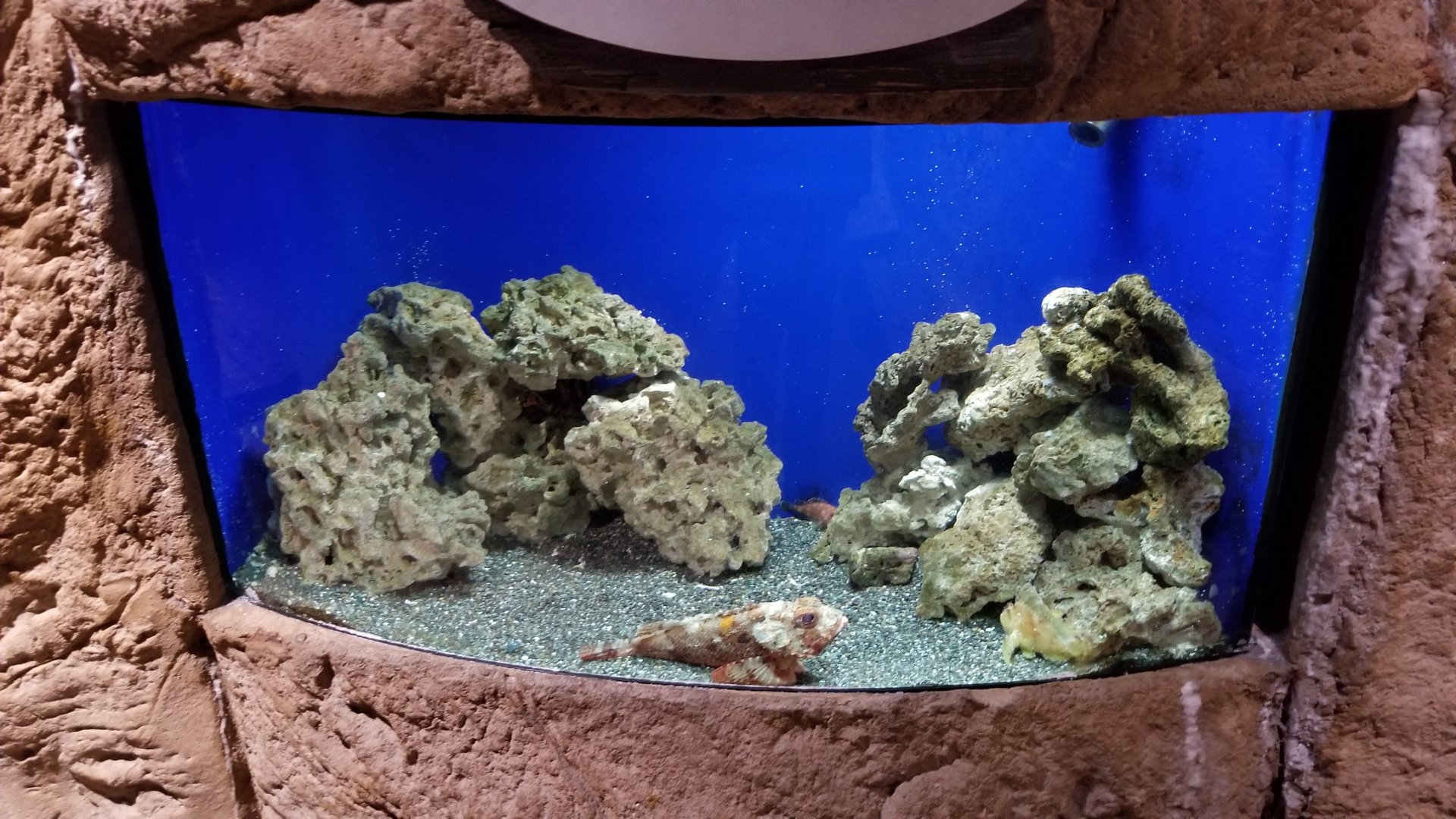 Long Island Aquarium - Venemous fish tank