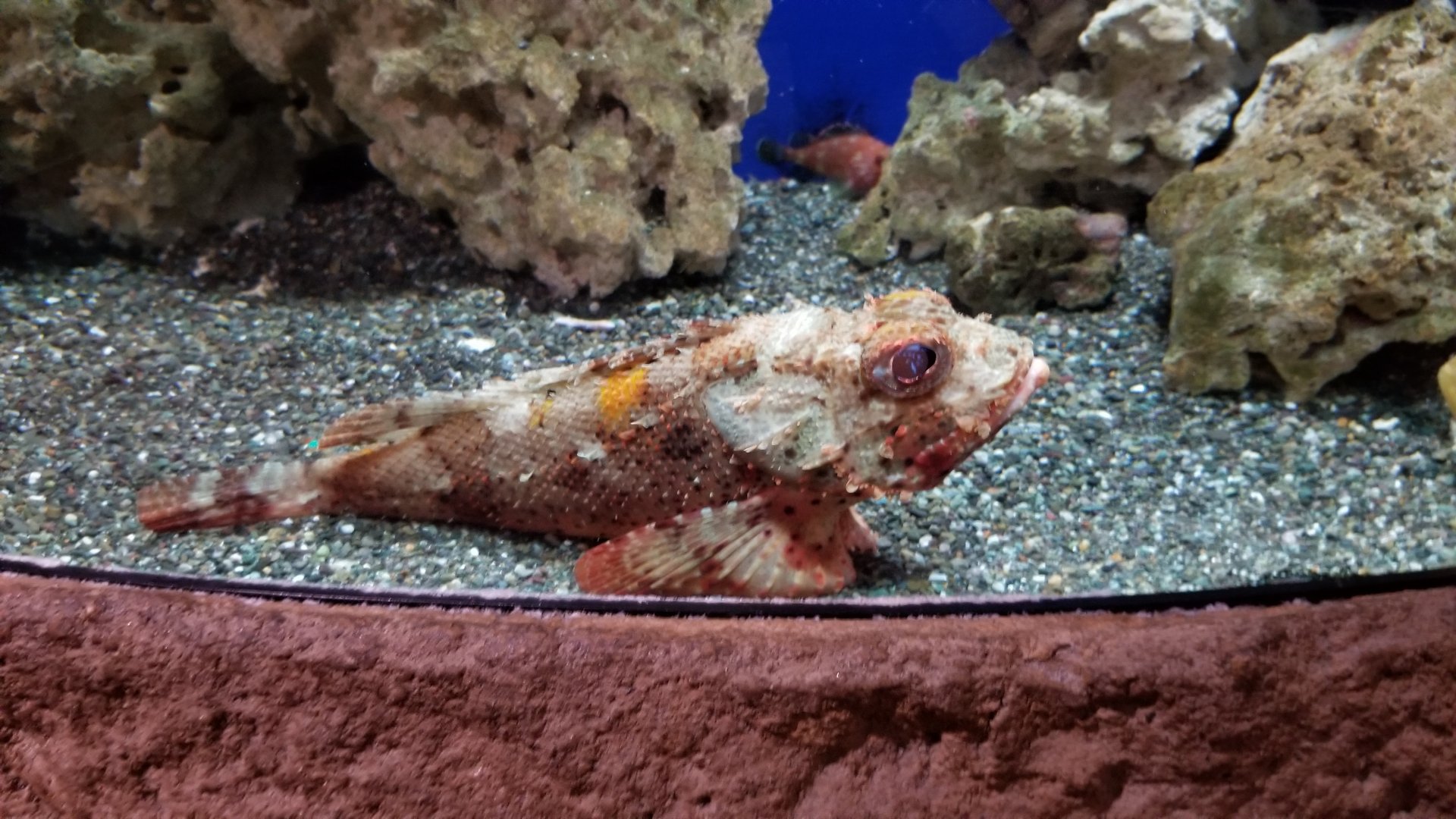 Long Island Aquarium - Venemous fish tank