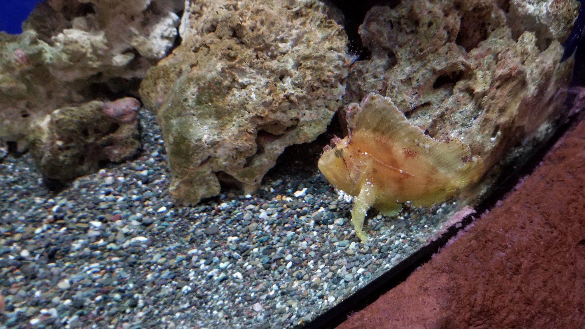 Long Island Aquarium - Venemous fish tank