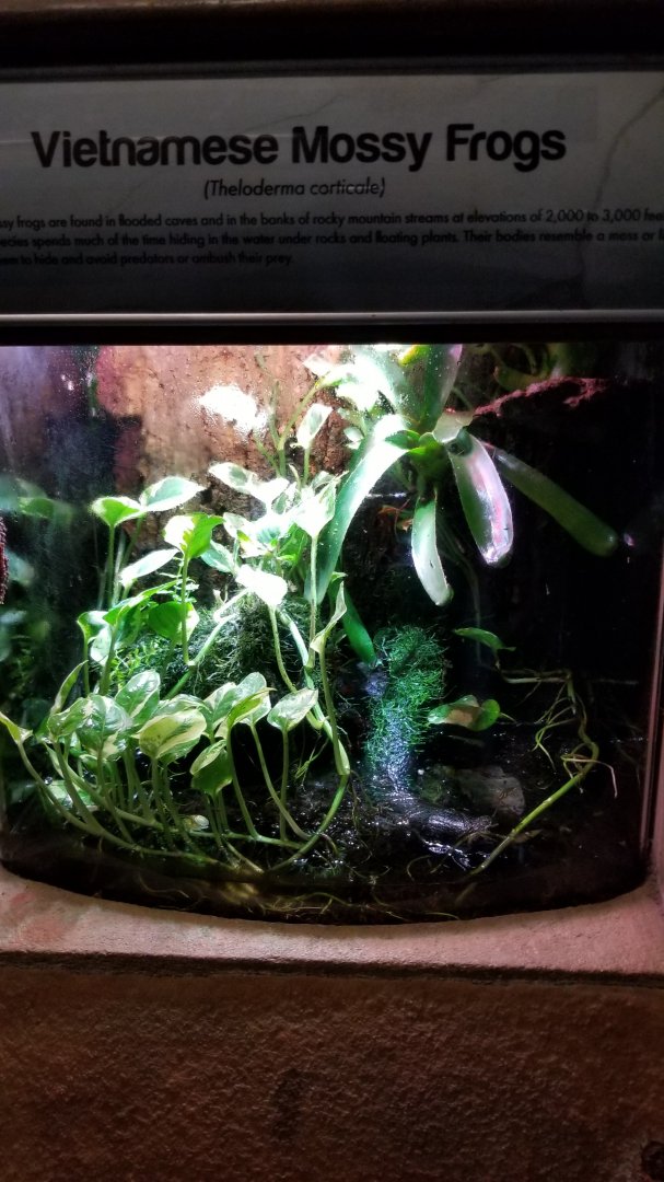 Long Island Aquarium - Vietnamese mossy frog