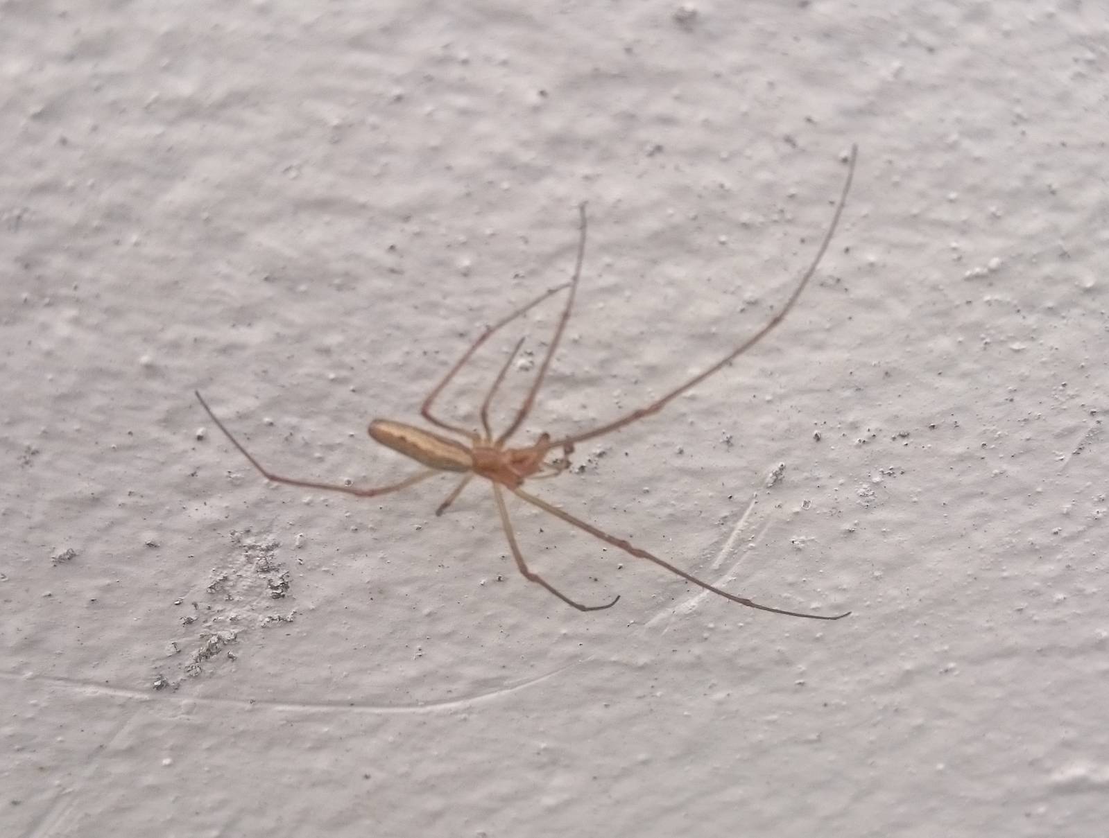 Long-jawed orb spider