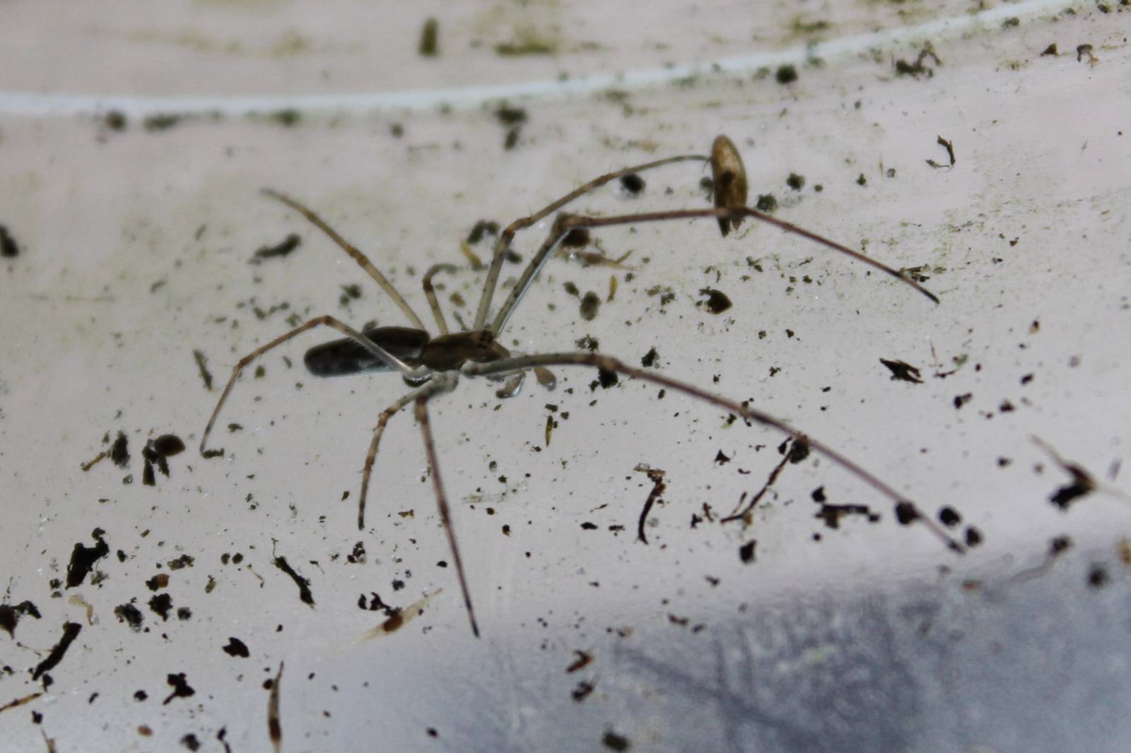 Long-jawed orb weaver species